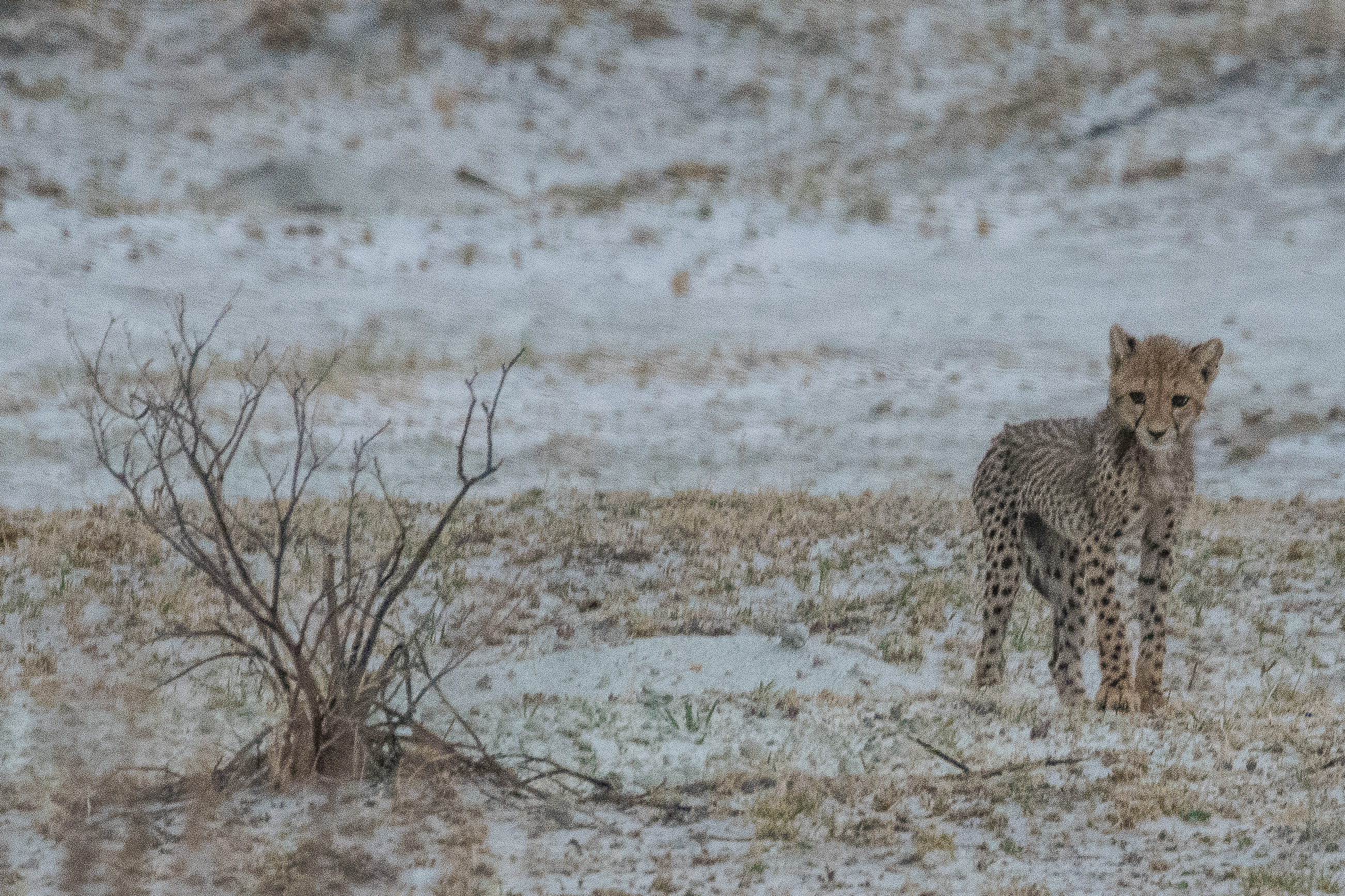 Portrait d'un jeune guépard (Cheetah, Acinonyx jubatus) intrigué par l'immobilité de notre voiture, Onguma Nature Reserve, Etosha, Namibie.